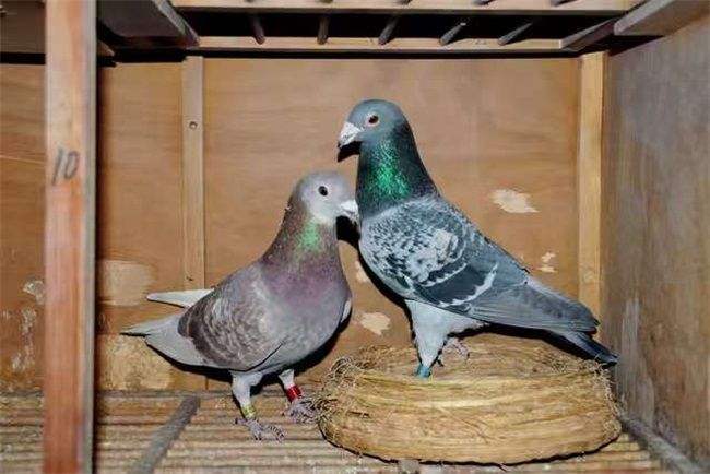 ��λ����Ǻ��ָ룿