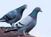 ý�壺����������ʦ���ĸ���