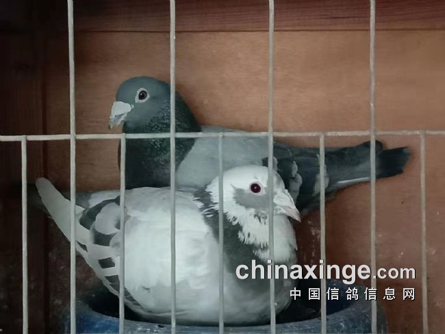 �ҵ���ʤ��������Ѫ���� �ӽ�����