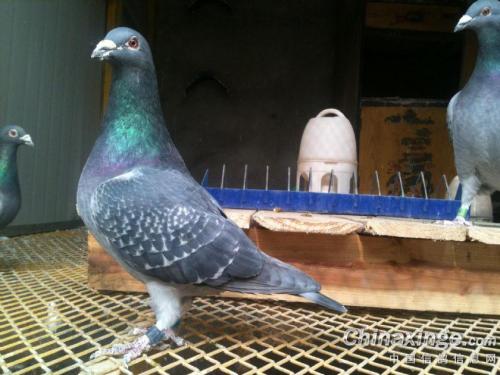 ��ʮ���Ѫ������