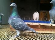 ��ʮ���Ѫ������