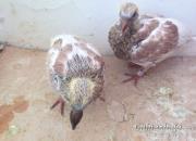 ��������� ����༸����Ȥ