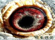 �ٿƳ�֪ʶ����������֮��