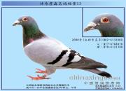 ����ղɭ���뵵��֮������2000��