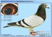 ����ղɭ���뵵��֮����ƥ��969