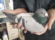 ���о������� ����ɢ�����ɸ�λ