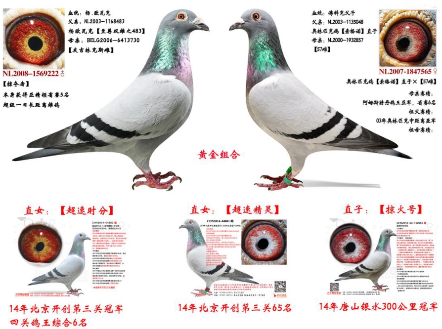 ��ɽ��������.ŷ�߿�Ѫϵ�ص㼰ʵս����