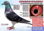 53������10����ǧ�����Ǿ�