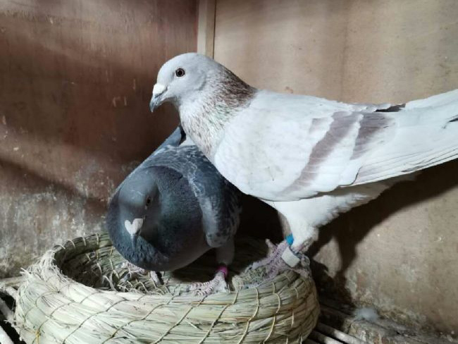 2020����������������䣺ɽ���������л����