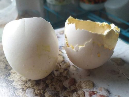 С���������ĿǺò��ã�