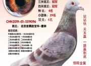 ���н���ͨ�Եġ����ܷɡ�����