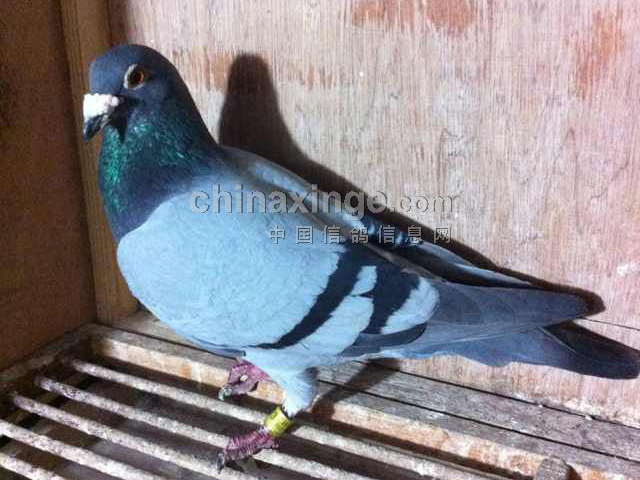 ÿ��һ�룺�Ϻ�1500�����ܹھ�