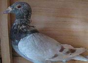 ���������ҽ��