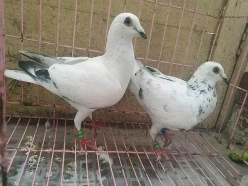 �����в԰� ����������