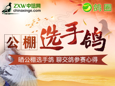 晒公棚选手鸽 聊挑选公棚心得