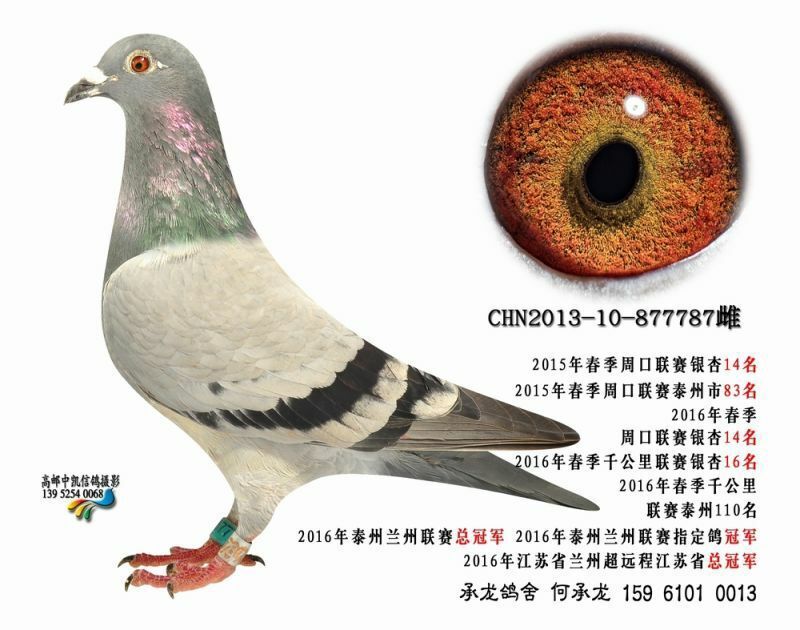 ���ճ�Զ�������鳲�ٶȼ�¼������