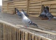 �ٿƳ�֪ʶ������������ �׸벻��ʧ