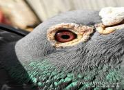 ��Զ����������ս������