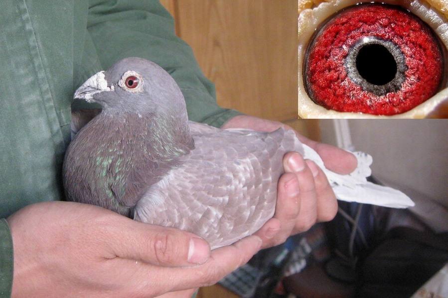 ����������ɫ����  ����������ζž�