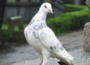 �裬�꣬����