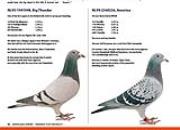 ��ƿ����ܢ����Ƹ���Ȩ