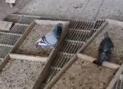 ���Źظ�ݣ��߷���ն���ǵ��