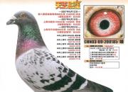ÿ��һ�룺ս�������˵���������