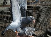 ������� ������ÿ�����ң