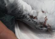 ɽ�����Ӷ�����������