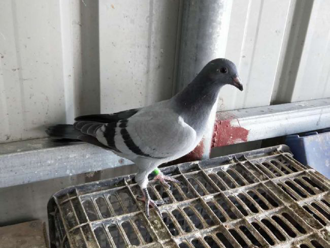 ��11��ȫ����û ������ս������