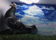 ���ױ������ԭ�ϵ���������