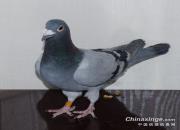 ����976�������̭�Ľ�����ʿ