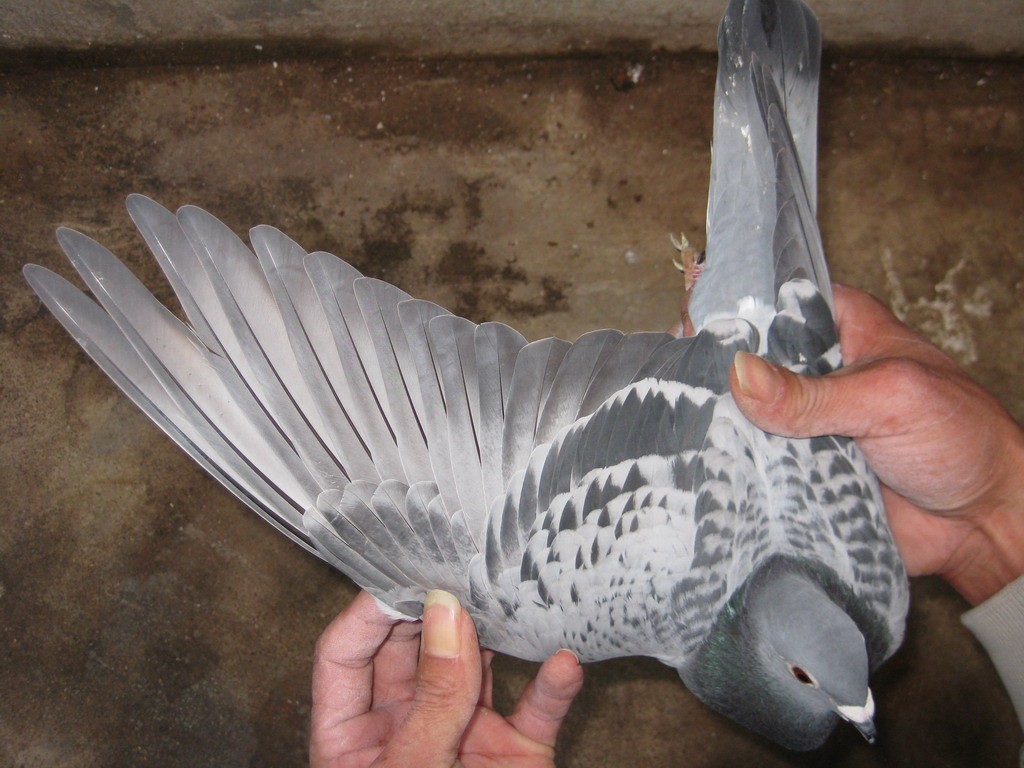 ������Ʋ�����