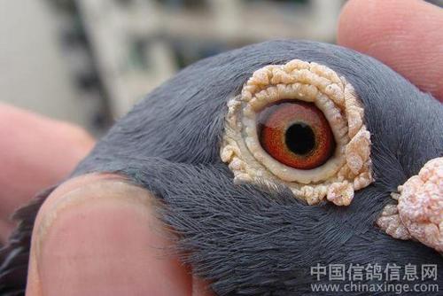 Ϊʲô�߼��ָ�����䣿������ɼ��룿