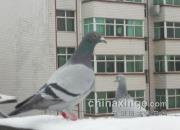 ǳ̸�׸����ָ�Ŀ���
