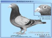 ����ղɭ���뵵��֮�ϻ��