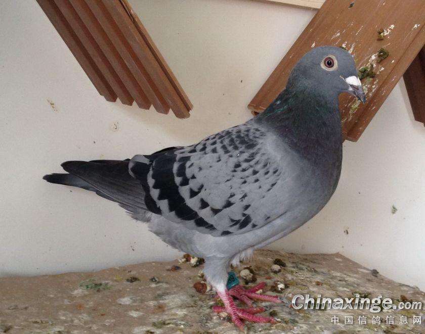 �ҵ�����·�����β���������