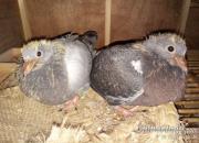 ����ĸ��� ֻΪ���յ��ջ�