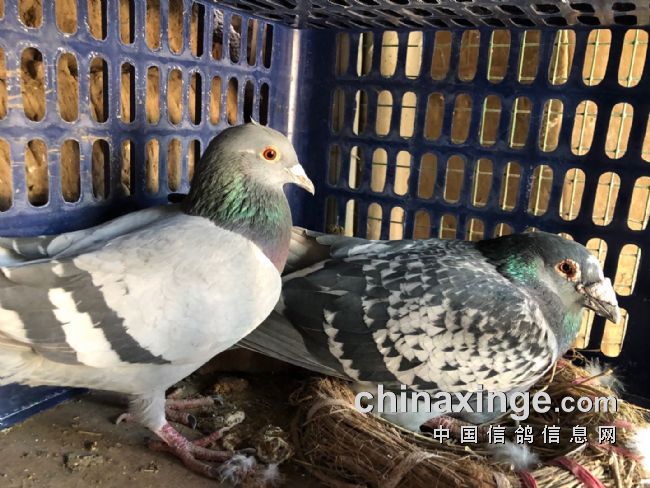 ��ɽ�ཿ�˶��� �Թš���Ů���䡰Ӣ�ۡ�