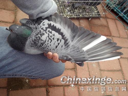 ����������ѡ��ο�