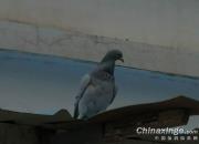 ��̭ѵ�ż���������һԱ��