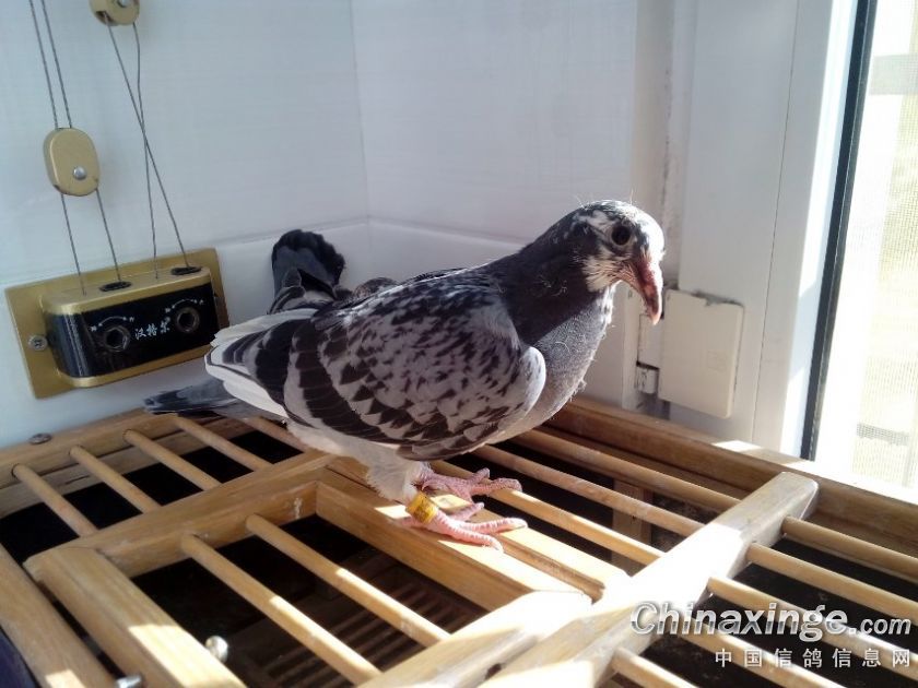 ���Ӳ������º������Σ�