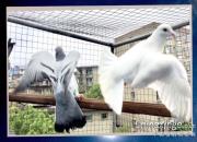 �﷫�𺽣�Э�Ὺʼѵ����