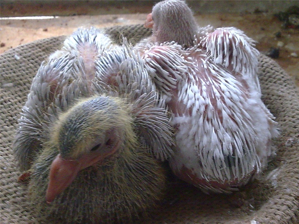 ���������׸�����������