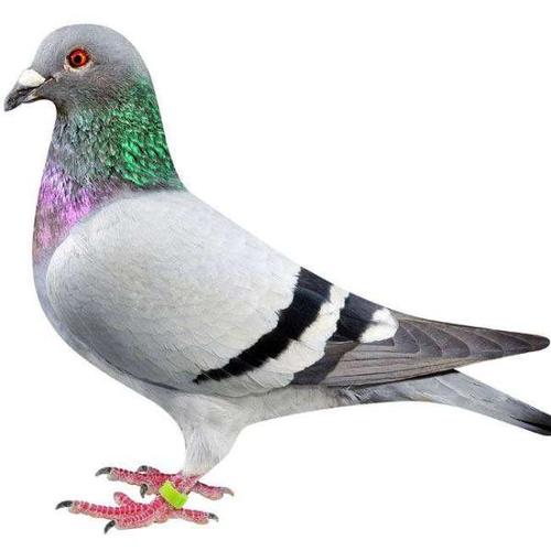 �������뿿ʲôӮ��