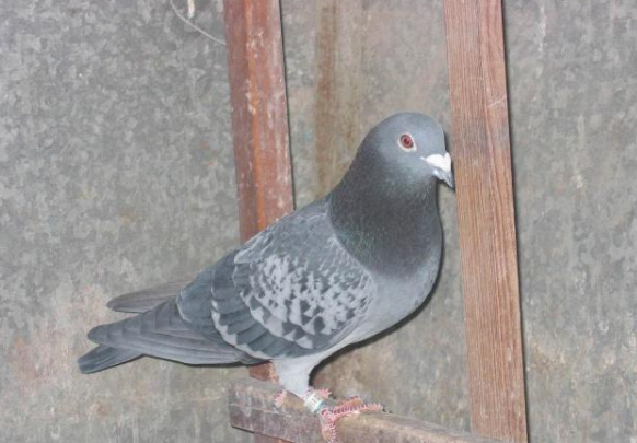 ���Ӿ�Ҫ��Ǯ��