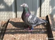 ֻ��Զ�̸� �ҵġ���;��������