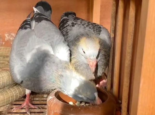 �׸롰���顱ʱ����������׽���