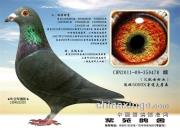 ÿ��һ�룺��ս��Զ��֮��������ӥ��