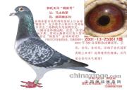 �廳�����Ĺ�������Ӣ�š�